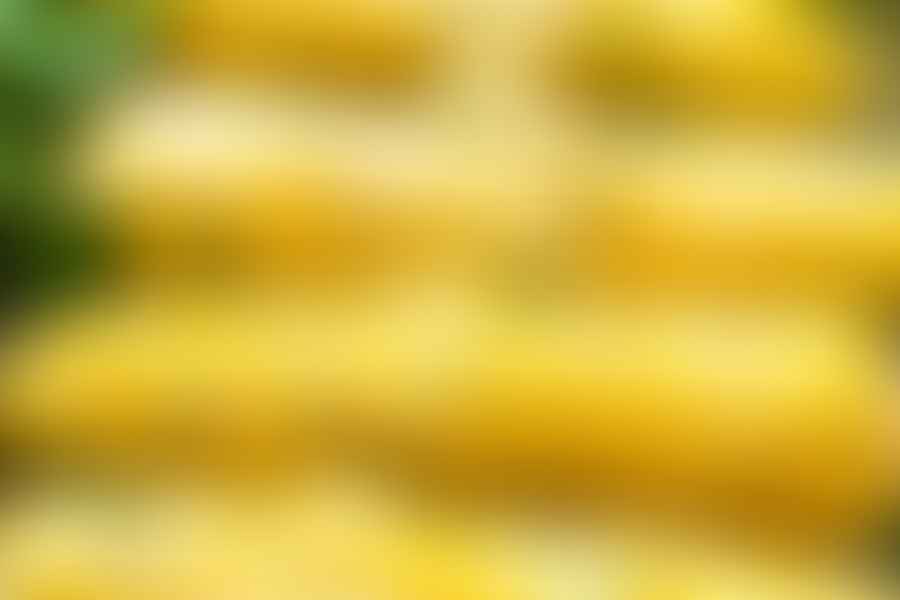 Oven baked corn on the cob