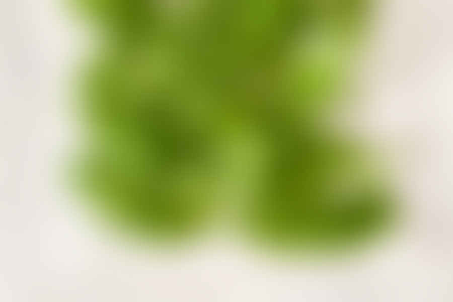 fresh arugula leaves