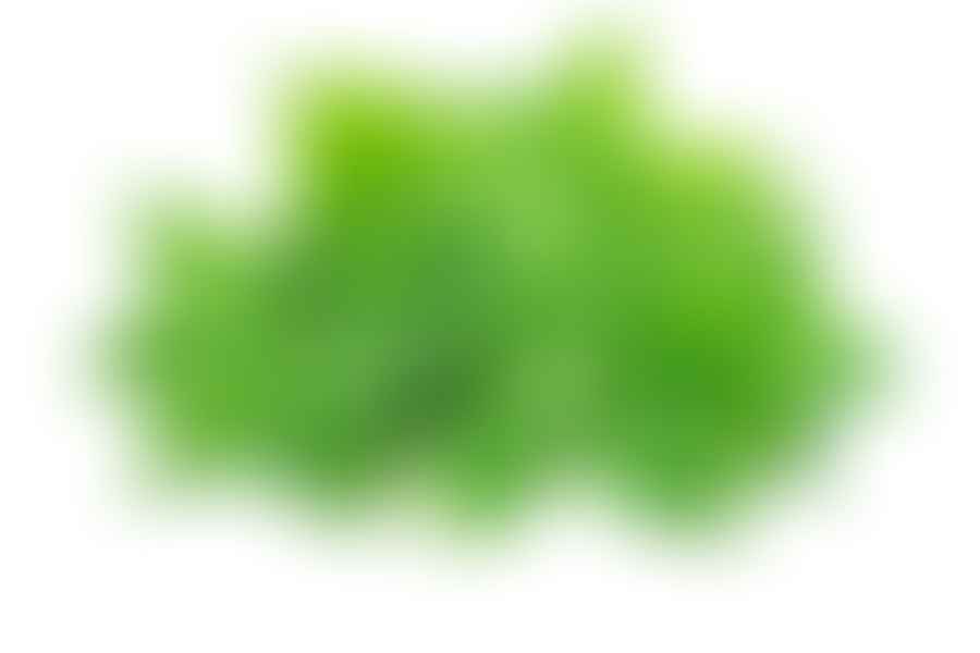 fresh basil herb